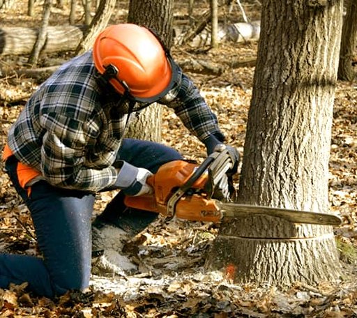 Tree Removal in South Bend, TX